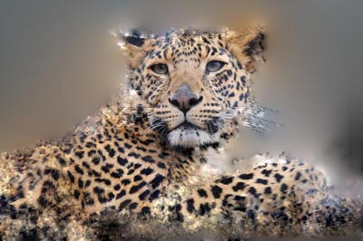 леопард-1